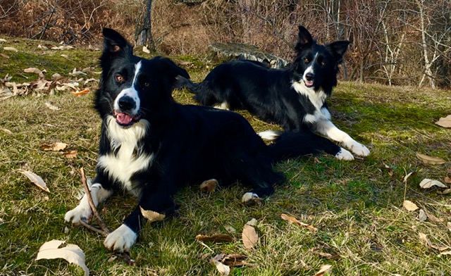 Border collie carattere