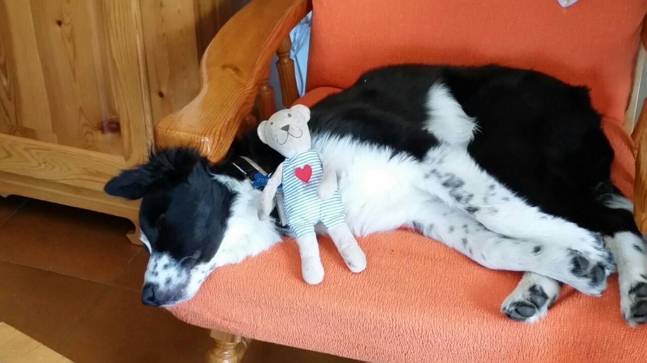 border collie cucciolo