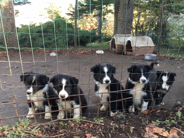 cane border collie