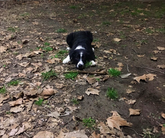 cane border collie